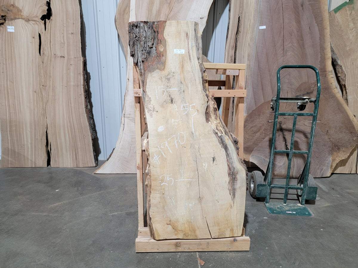 Silver Maple (1970)  55” L x 15-25” W x 2.5” T
