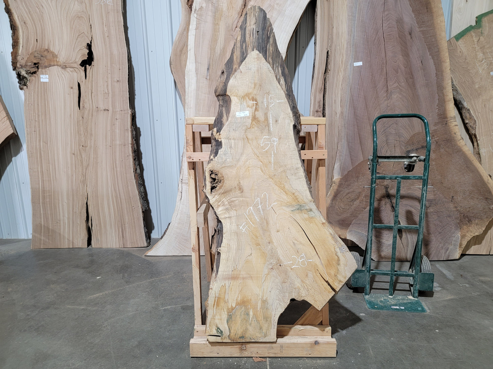 Silver Maple (1972)  59” L x 15-28” W x 2.5” T