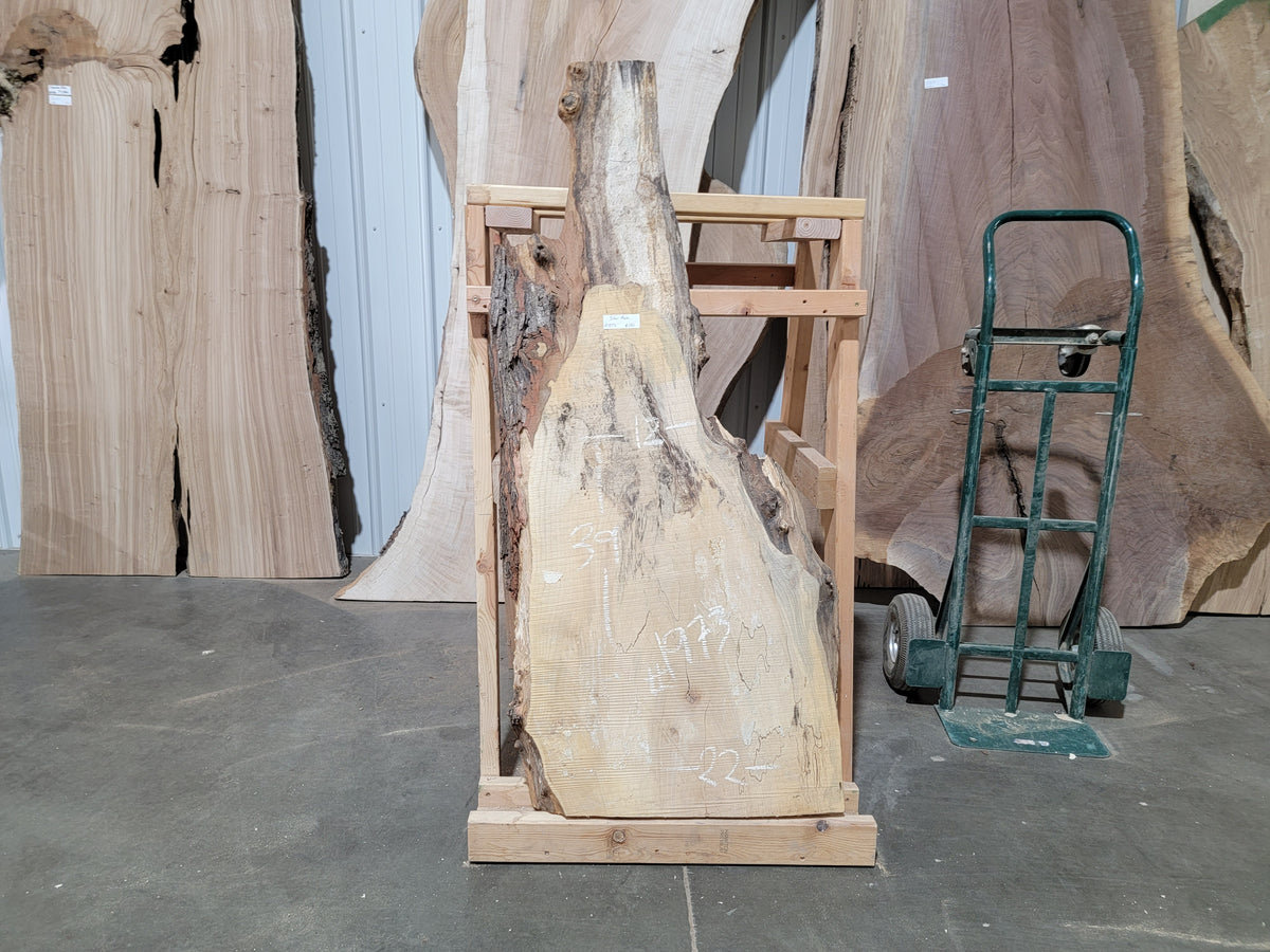 Silver Maple (1973)  39” L x 17-22” W x 2.5” T