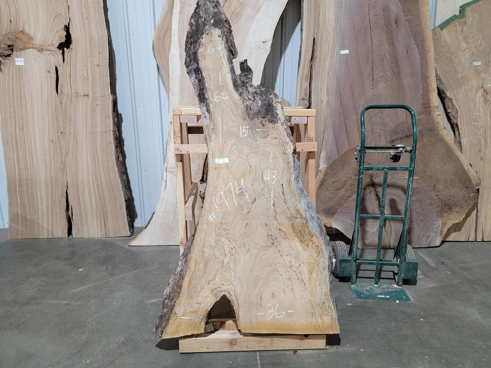 Silver Maple (1974)  60” L x 15-36” W x 2.25” T