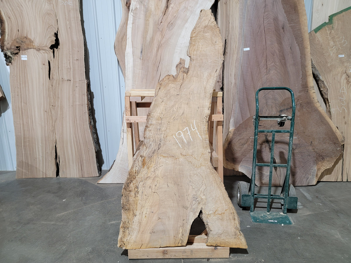 Silver Maple (1974)  60” L x 15-36” W x 2.25” T