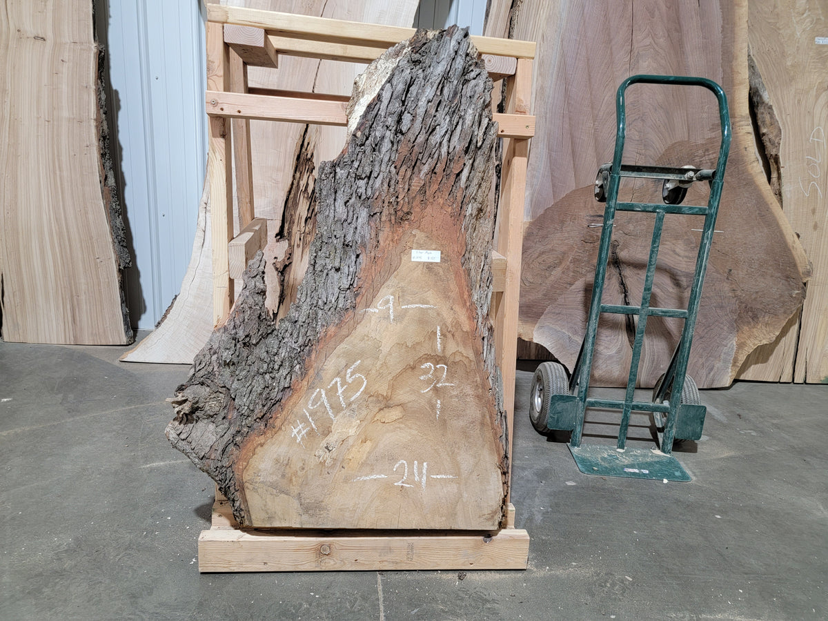 Silver Maple (1975)  32” L x 9-24” W x 2.25” T