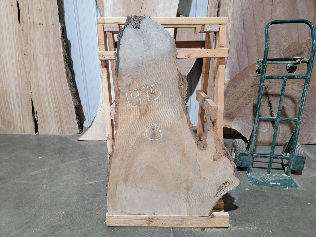 Silver Maple (1975)  32” L x 9-24” W x 2.25” T