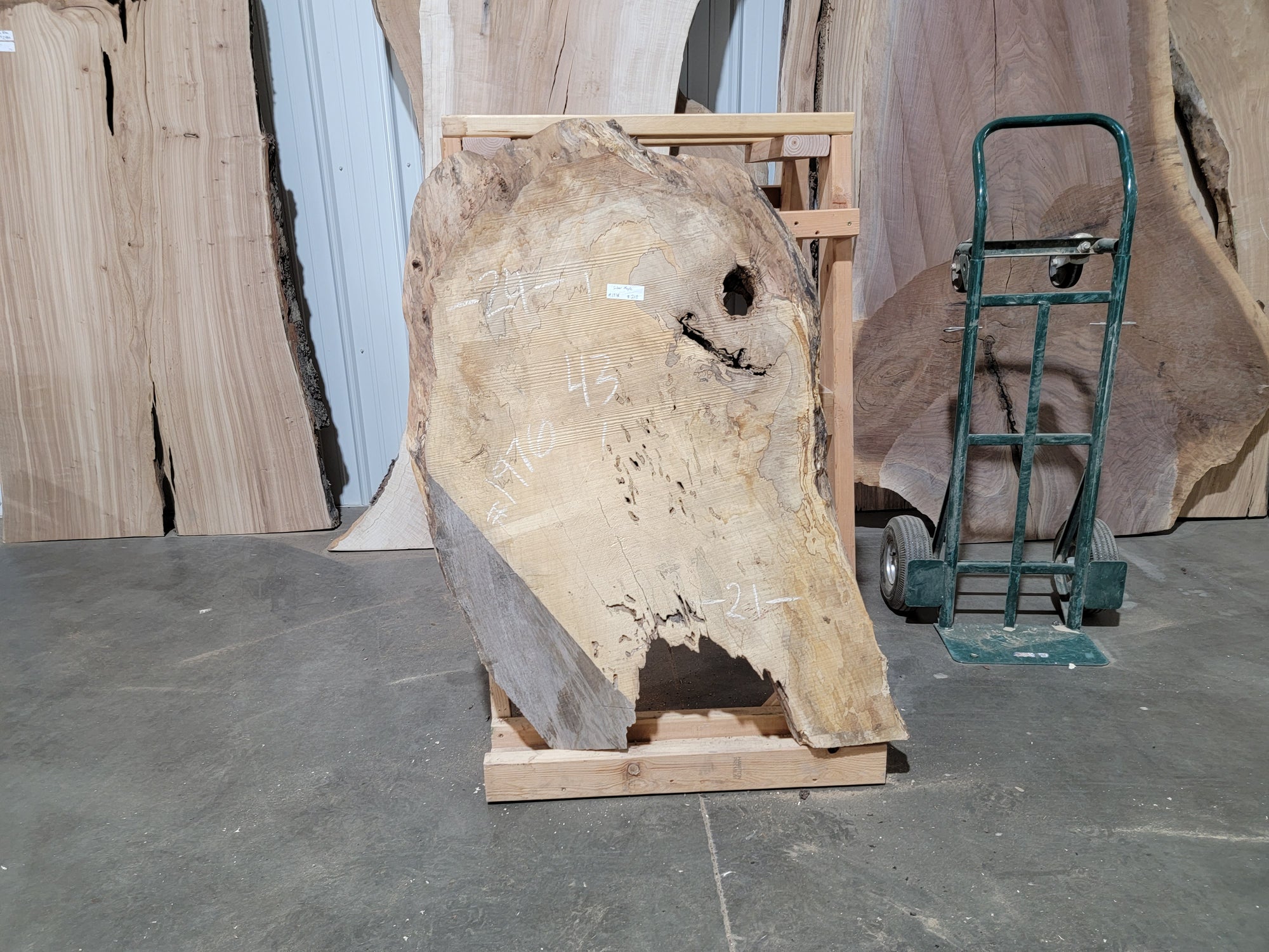 Silver Maple (1976)  43” L x 21-24” W x 2.5” T
