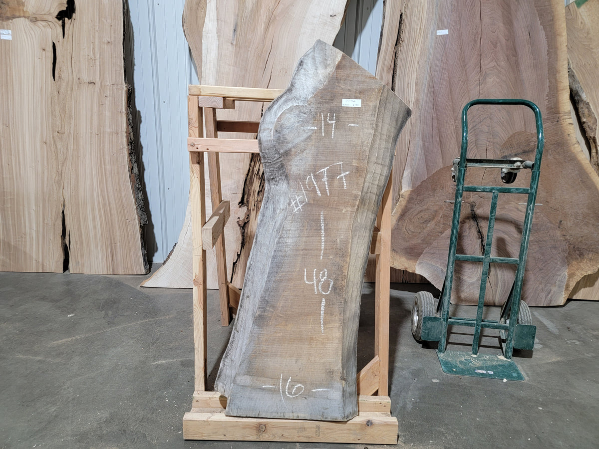 Silver Maple (1977)  48” L x 14-16” W x 2” T