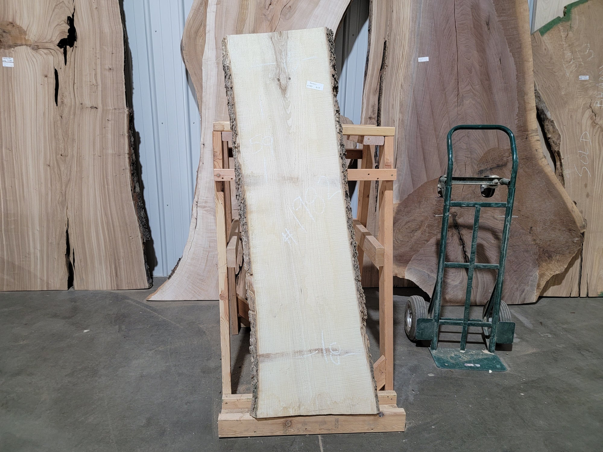 Hackberry (1982)  59” L x 15-18” W x 2” T