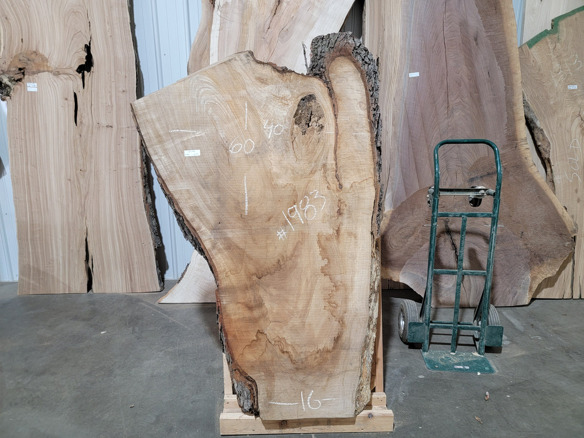 Silver Maple (1983)  60” L x 16-40” W x 2.5” T