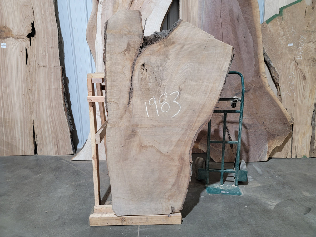 Silver Maple (1983)  60” L x 16-40” W x 2.5” T