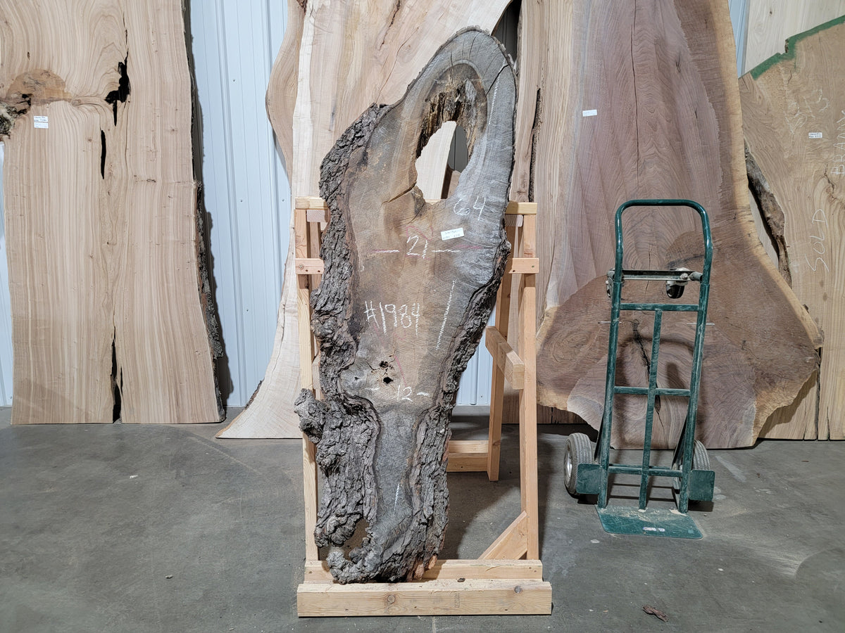 Silver Maple (1984)  64” L x 12-21” W x 2.5” T