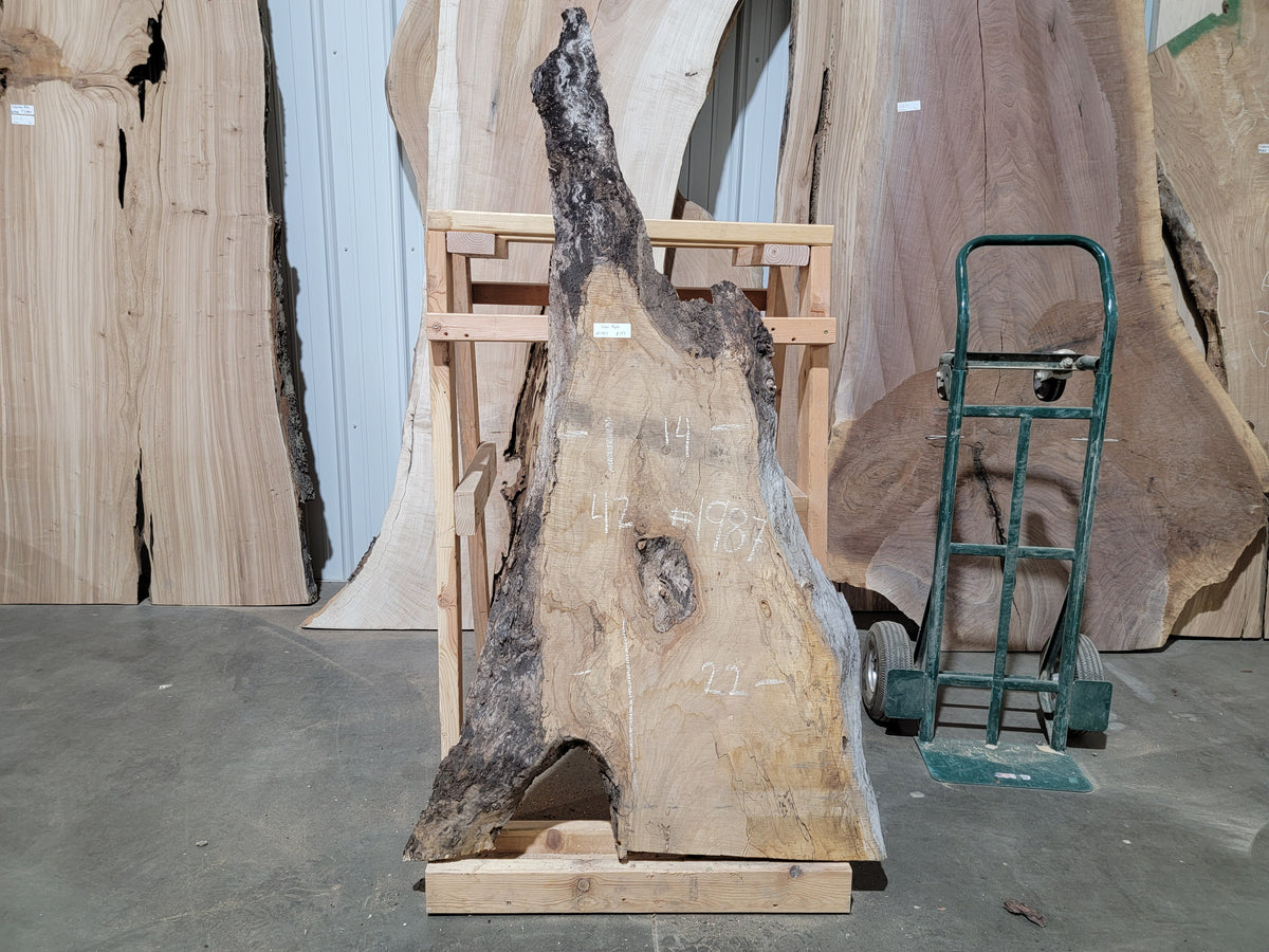 Silver Maple (1987)  42” L x 14-22” W x 2.25” T