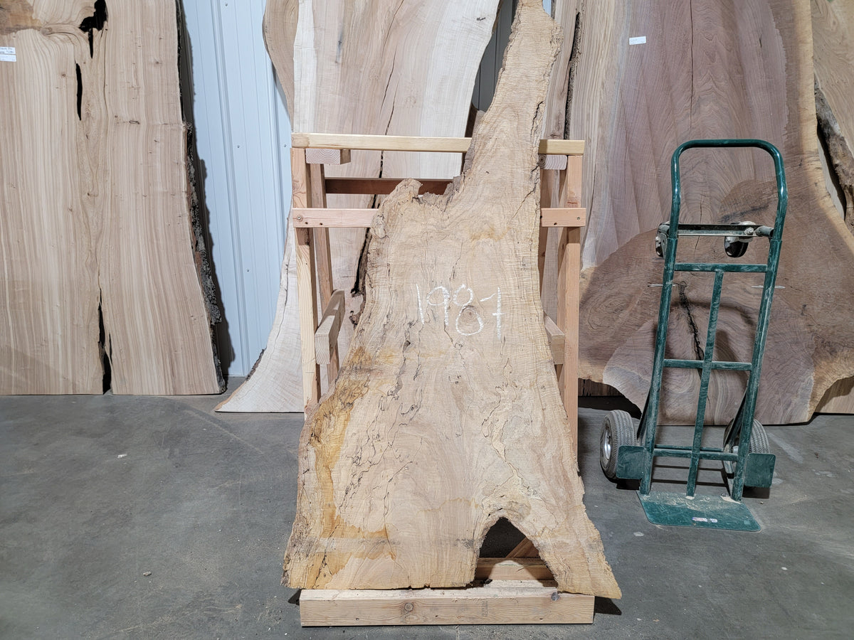 Silver Maple (1987)  42” L x 14-22” W x 2.25” T