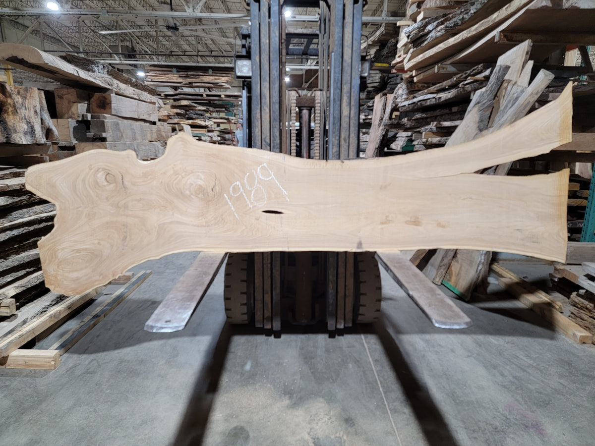 Siberian Elm (1989)  109” L x 20-29” W x 2” T