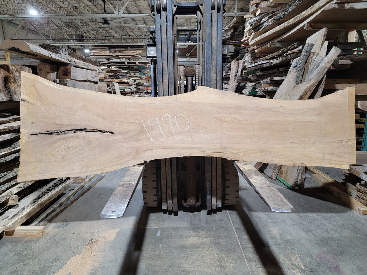 Siberian Elm (1990)  114” L x 13-38” W x 2.5” T