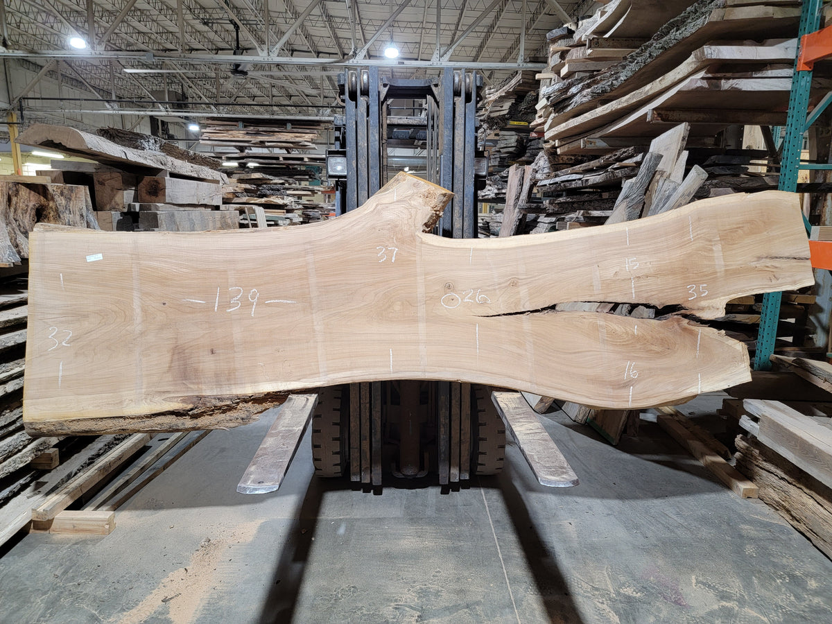 Siberian Elm (1991)  139” L x 26-37” W x 2.75” T