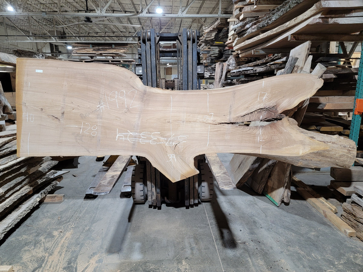 Siberian Elm (1992)  128” L x 27-40” W x 3” T
