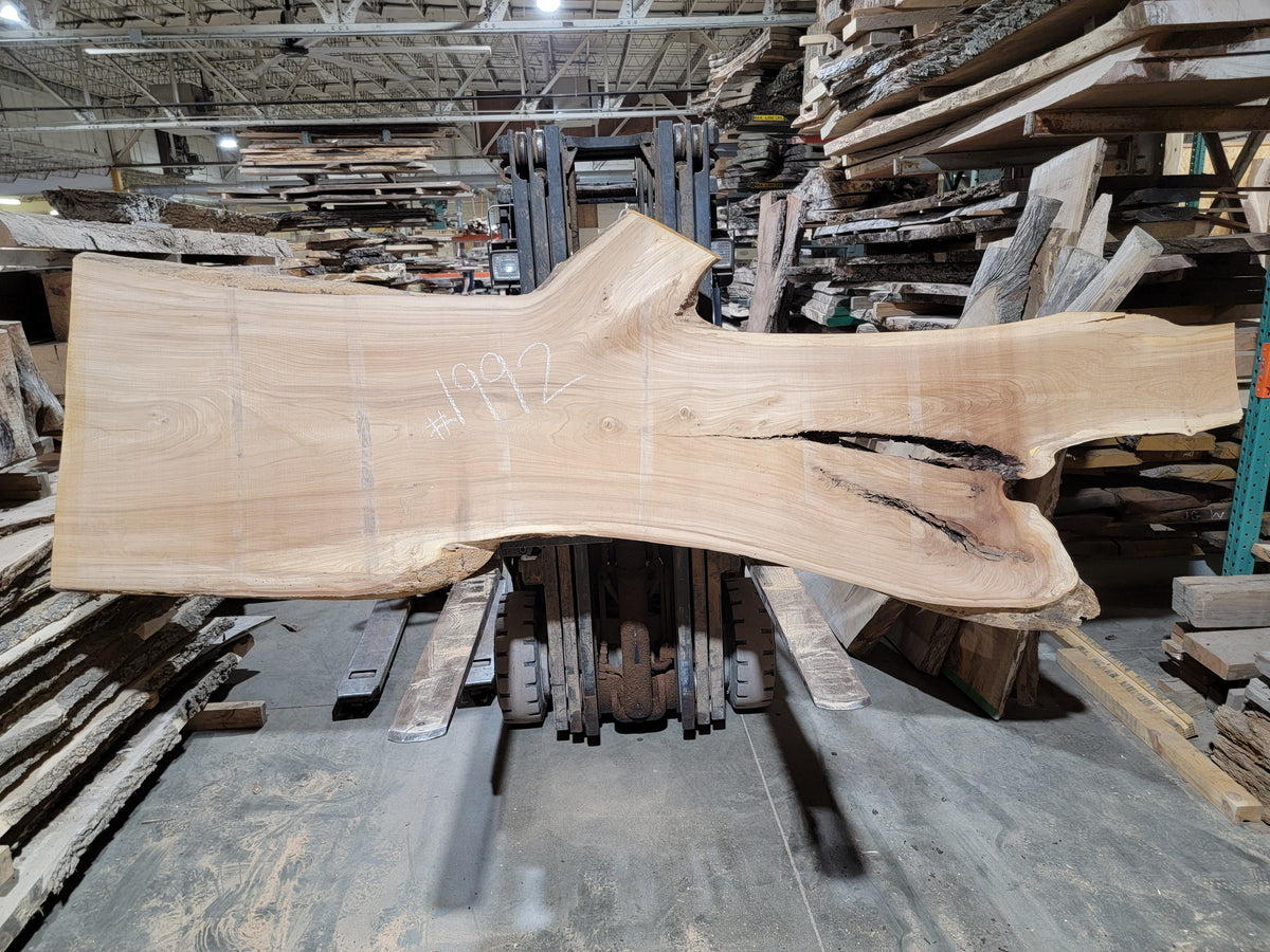 Siberian Elm (1992)  128” L x 27-40” W x 3” T