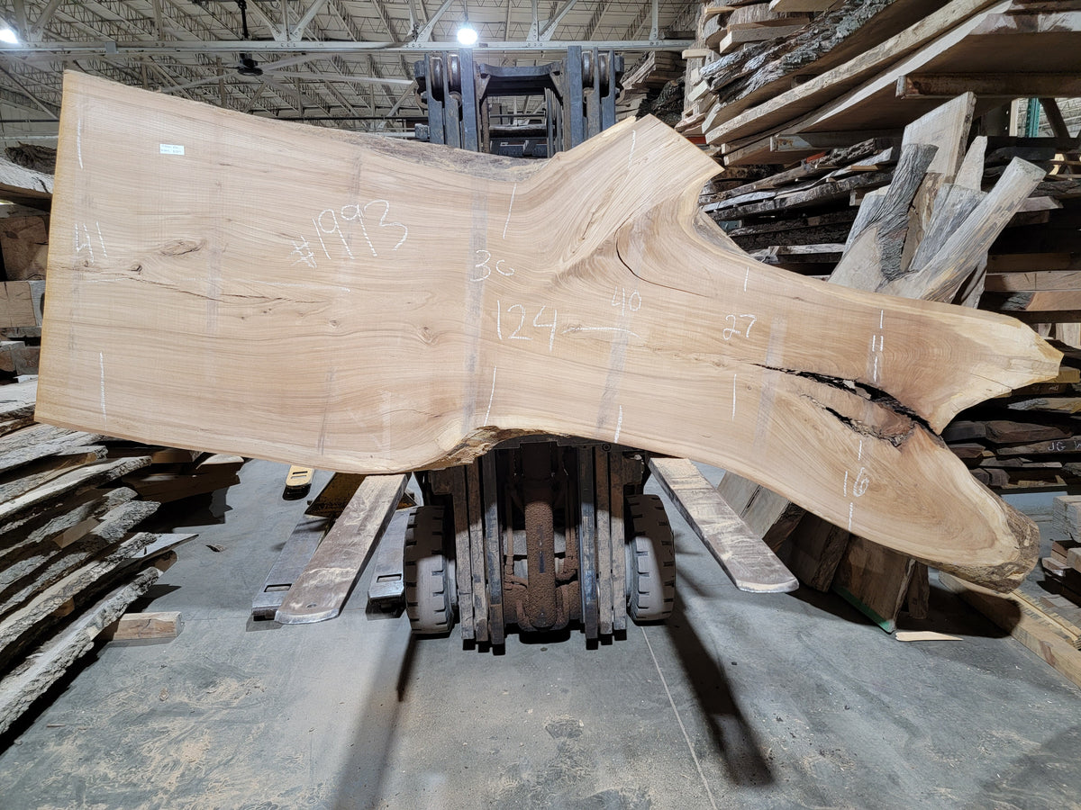 Siberian Elm (1993)  124” L x 27-41” W x 3” T