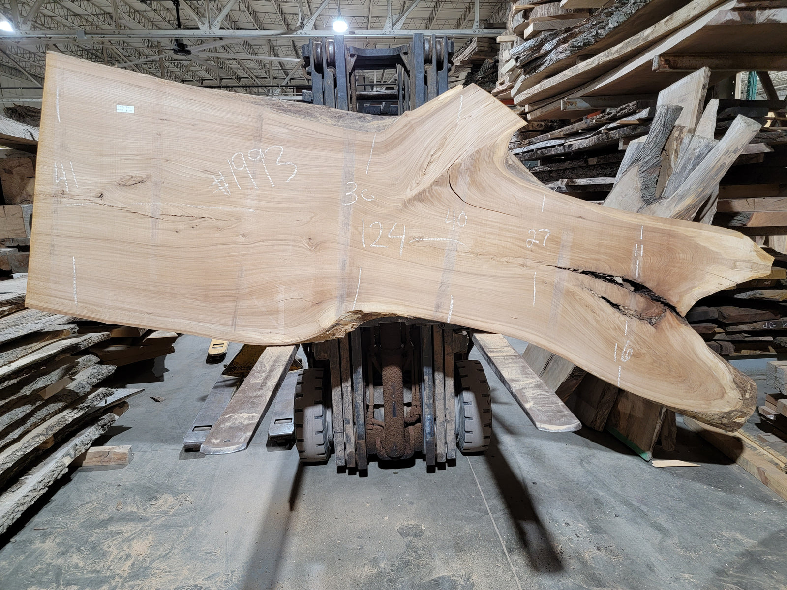 Siberian Elm (1993)  124” L x 27-41” W x 3” T