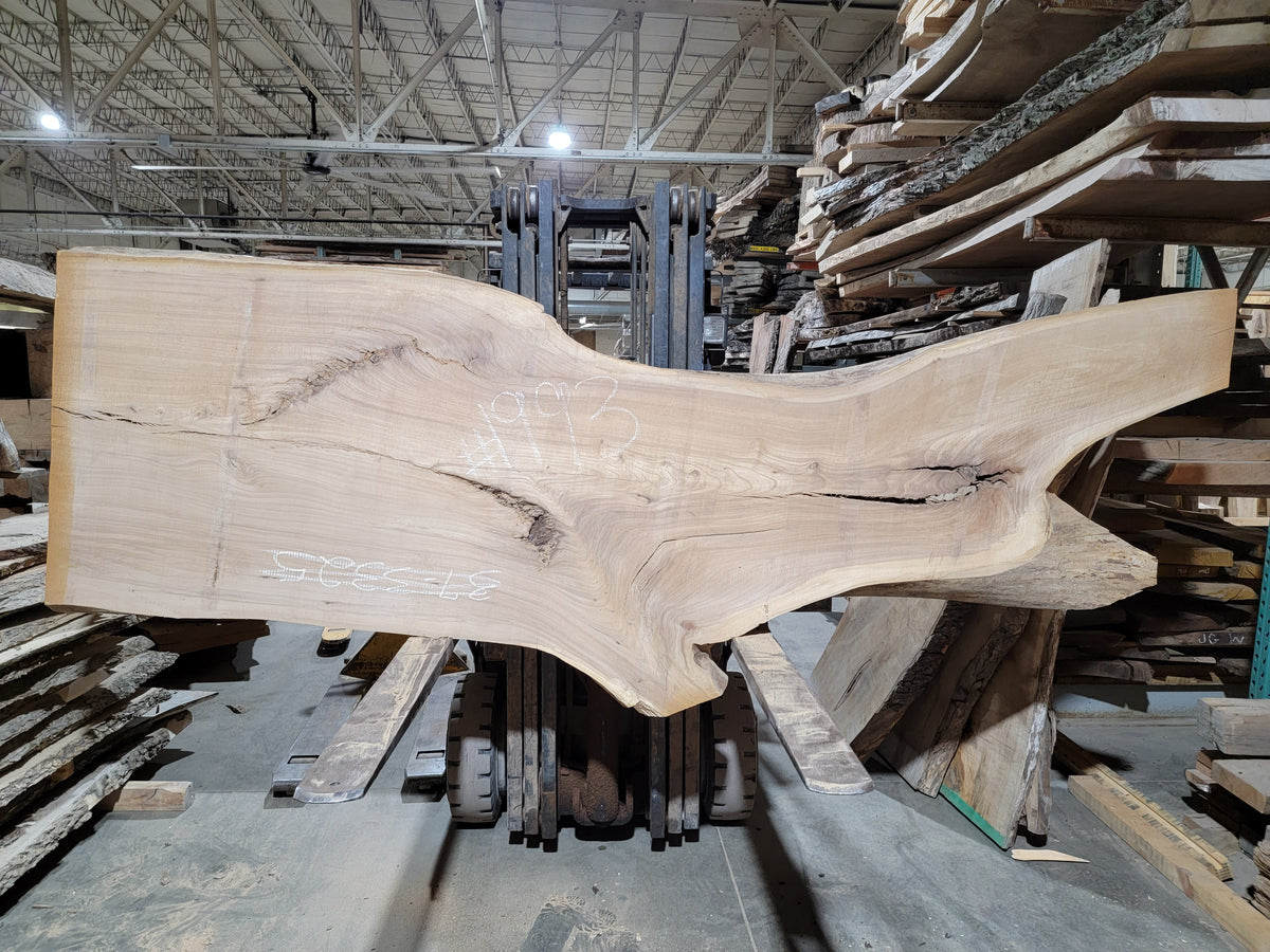 Siberian Elm (1993)  124” L x 27-41” W x 3” T