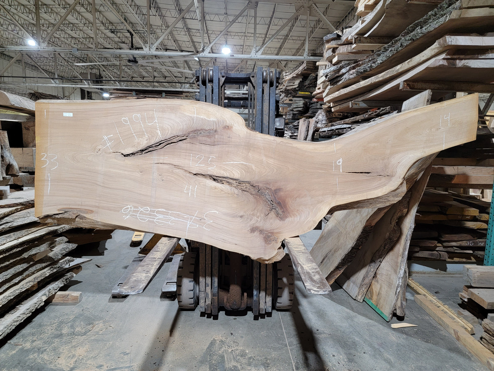 Siberian Elm (1994)  125” L x 19-41” W x 3” T