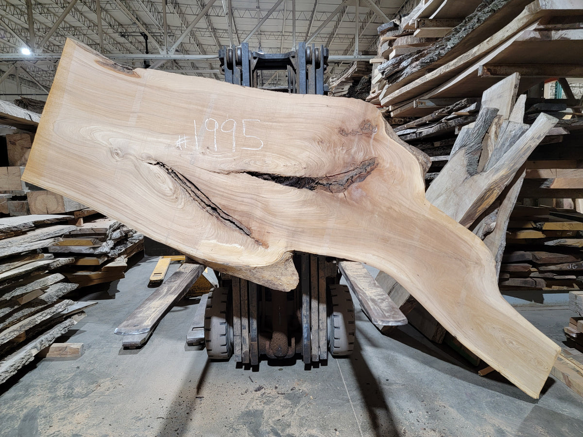 Siberian Elm (1995)  88” L x 33-44” W x 3” T