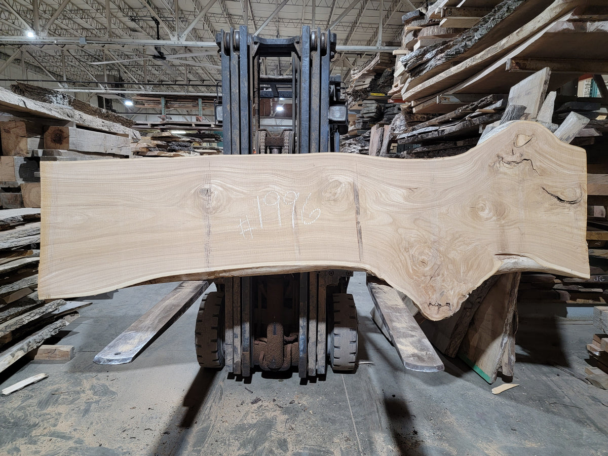 Siberian Elm (1996)  112” L x 24-27” W x 2.5” T