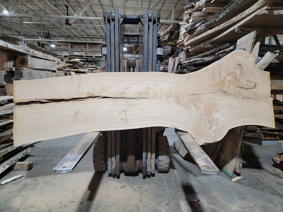 Siberian Elm (1997) 112” L x 22-33” W x 2.25” T