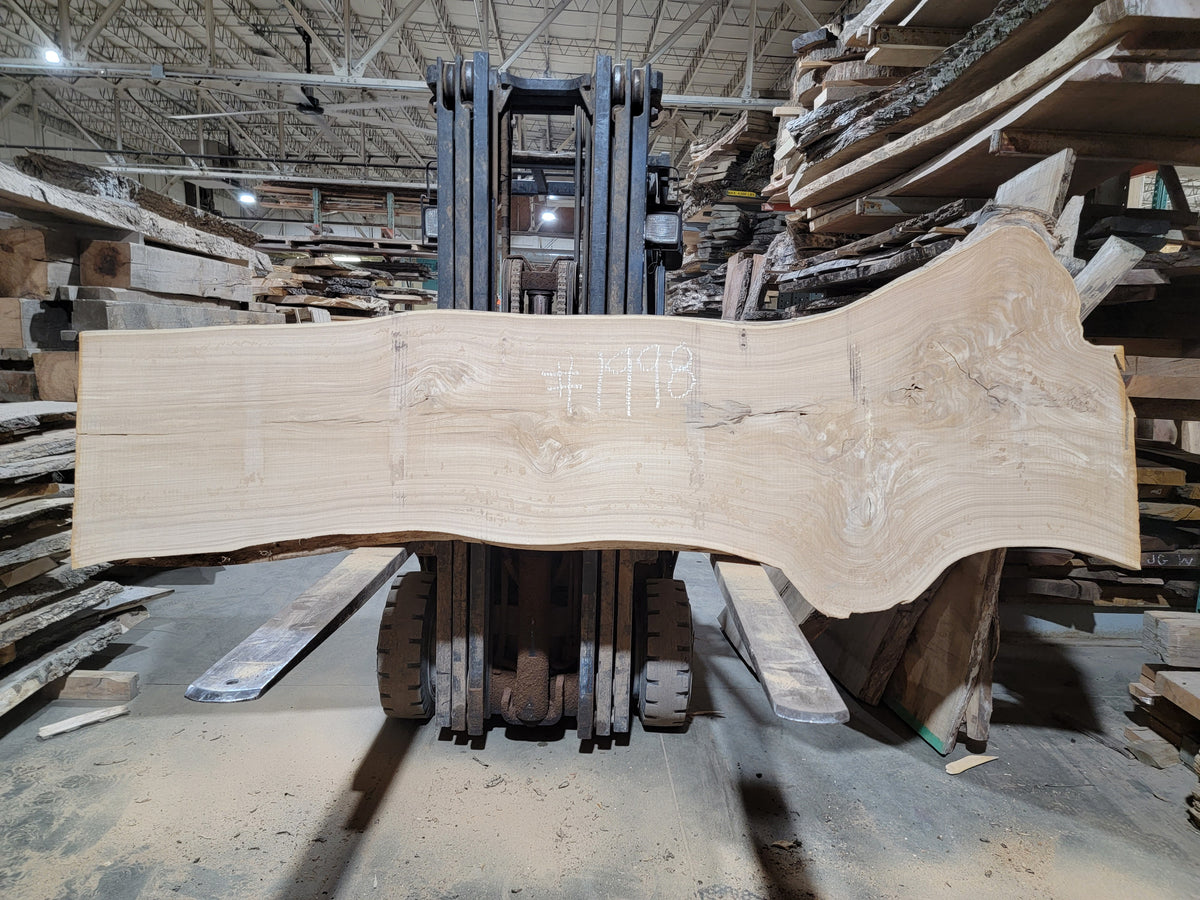 Siberian Elm (1998) 112” L x 25-32” W x 2.5” T