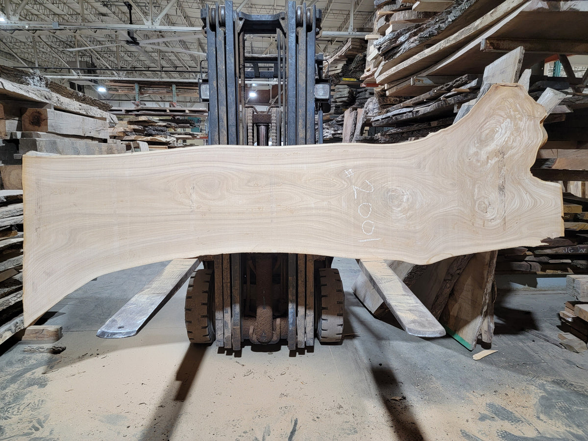 Siberian Elm (2001) 112” L x 19-25” W x 2.5” T
