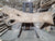 Sugar Maple (3065) 112” L x 22-46” W x 2.5” T