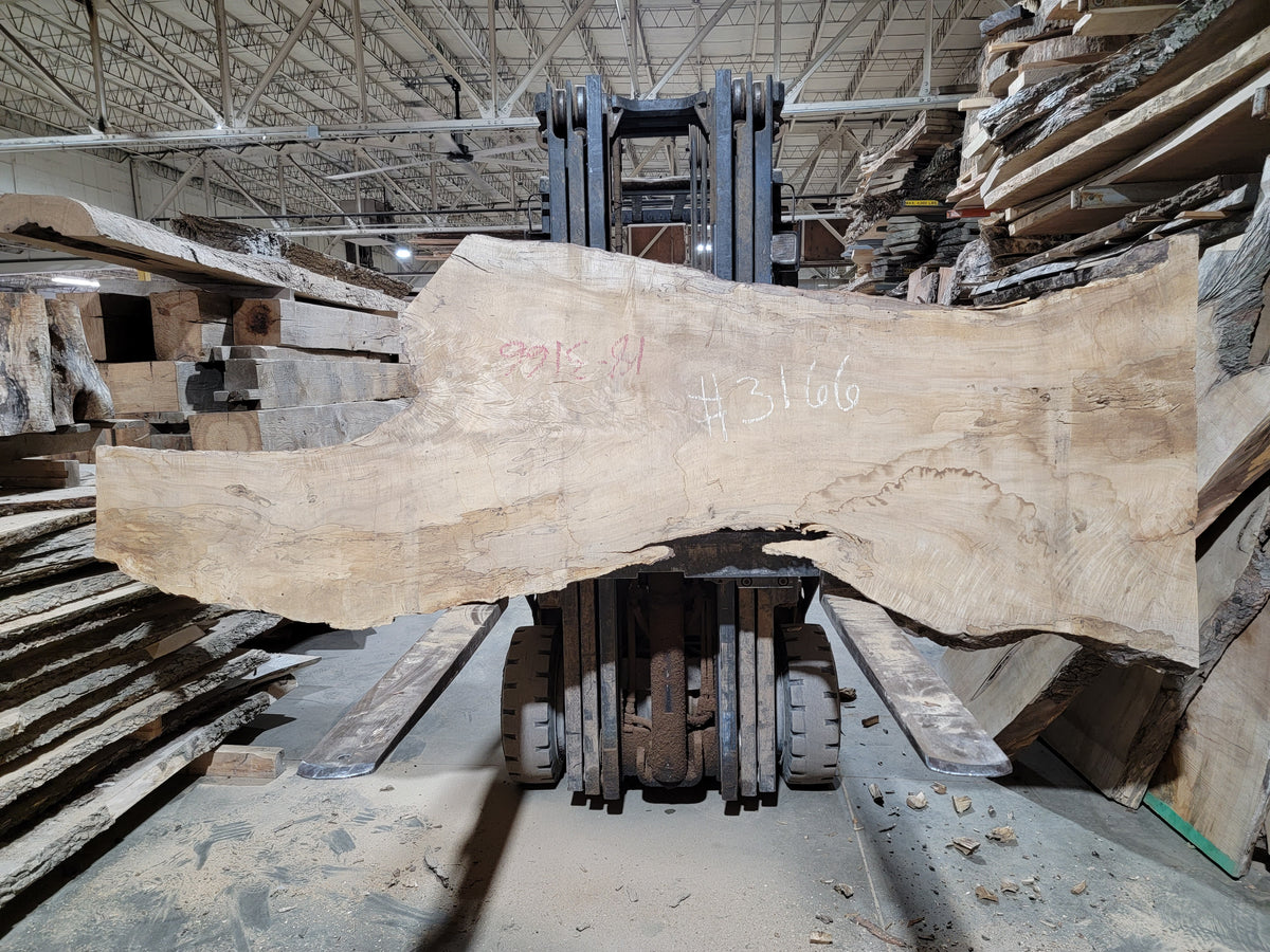 Silver Maple (3166) 77” L x 20-34” W x 2.25” T