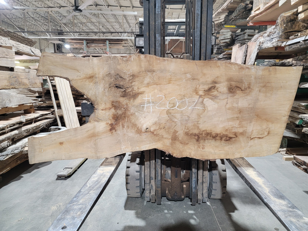 Silver Maple (2002) 61” L x 24-28” W x 2.5” T