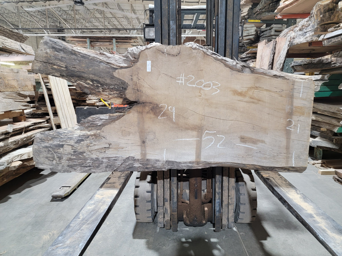 Silver Maple (2003) 52” L x 21-29” W x 2.5” T