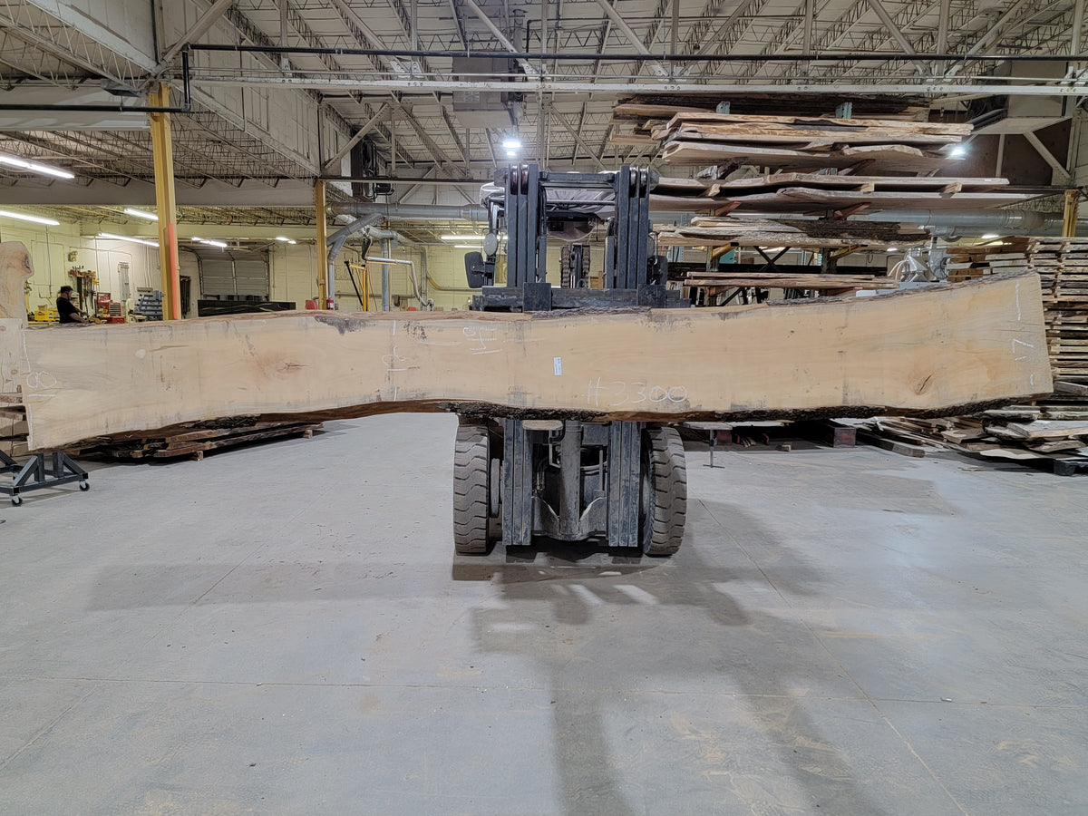 Sycamore  (3300)  149” L x 12-18” W x 2.5” T