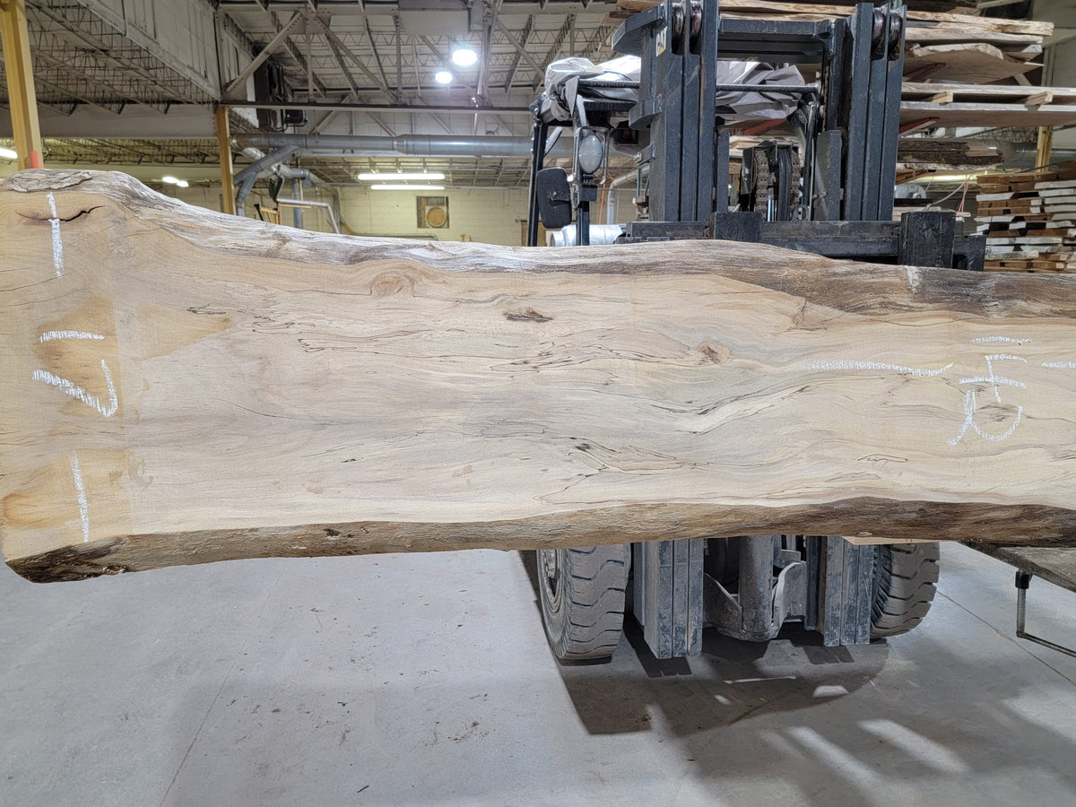 Sycamore  (3283) 142” L x 12-17” W x 2.5” T