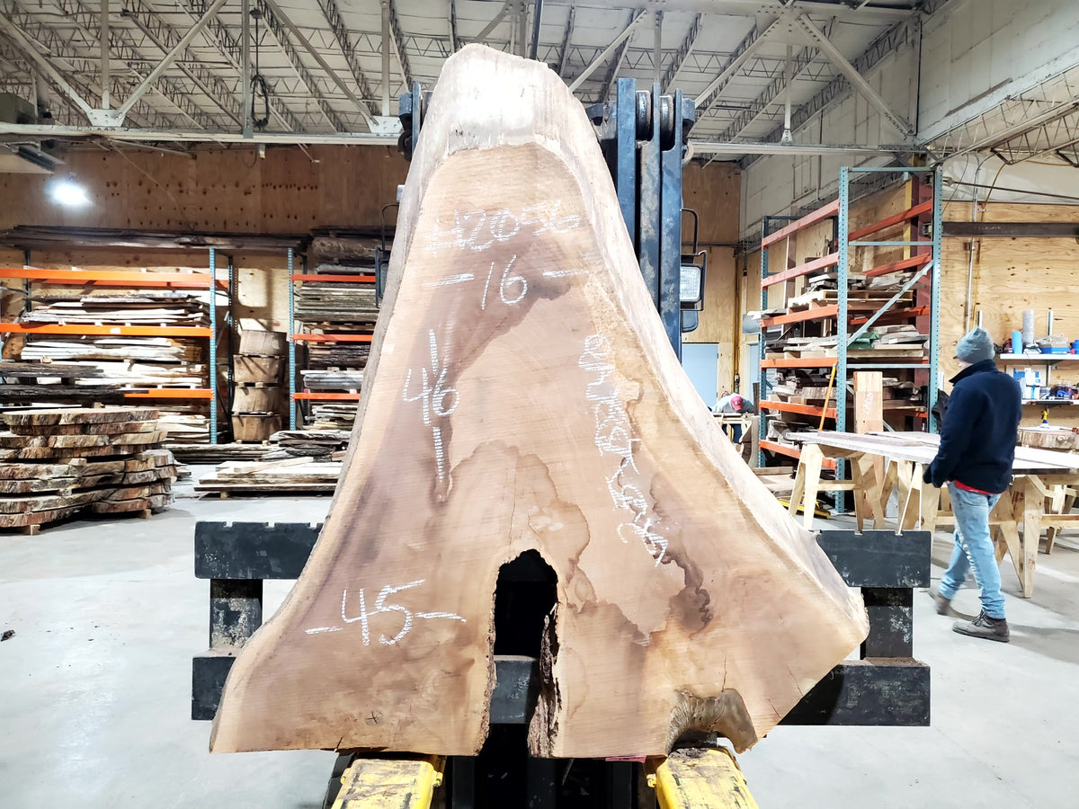 Black Walnut (2056) 46&quot; L x 45-16&quot; W x 2.5&quot; T
