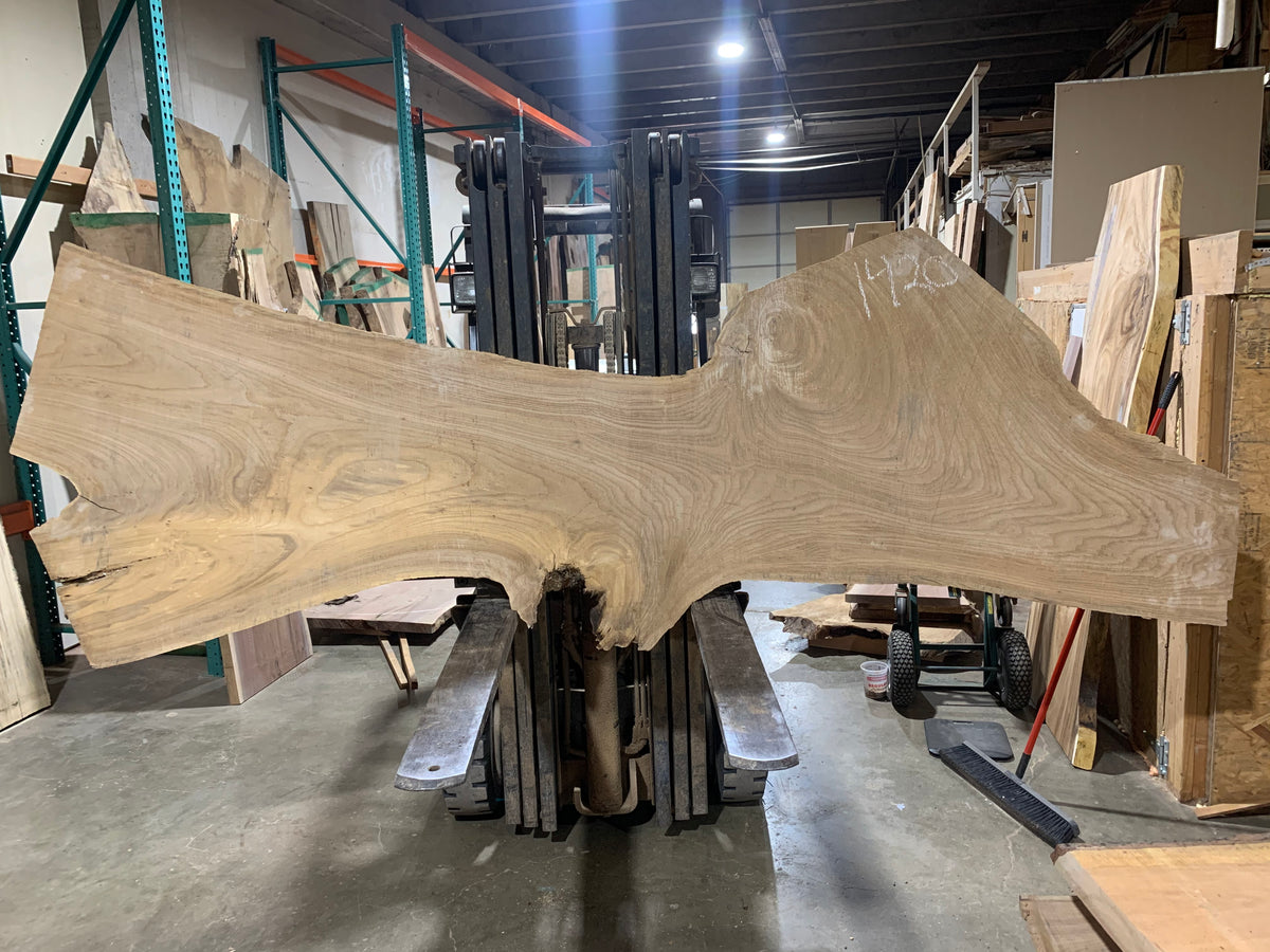 Siberian Elm (1420) 127” L x 16-37” W x 3” T