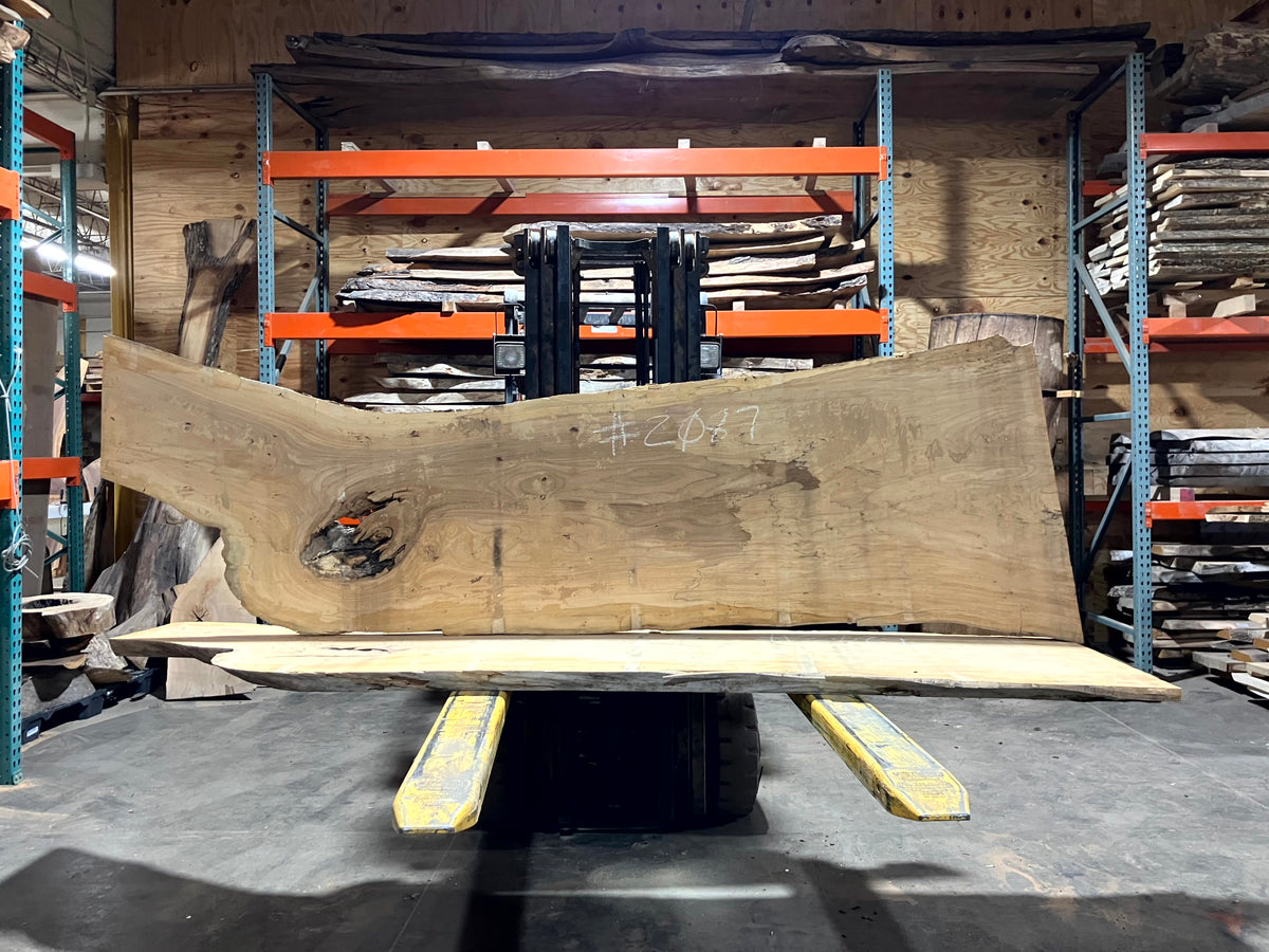 Siberian Elm (2087) 110" L x 26-30" W x 2.5" T