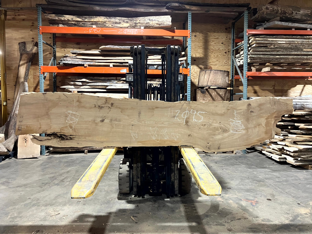 Siberian Elm (2095) 126&quot; L x 18-24&quot; W x 2.5&quot; T