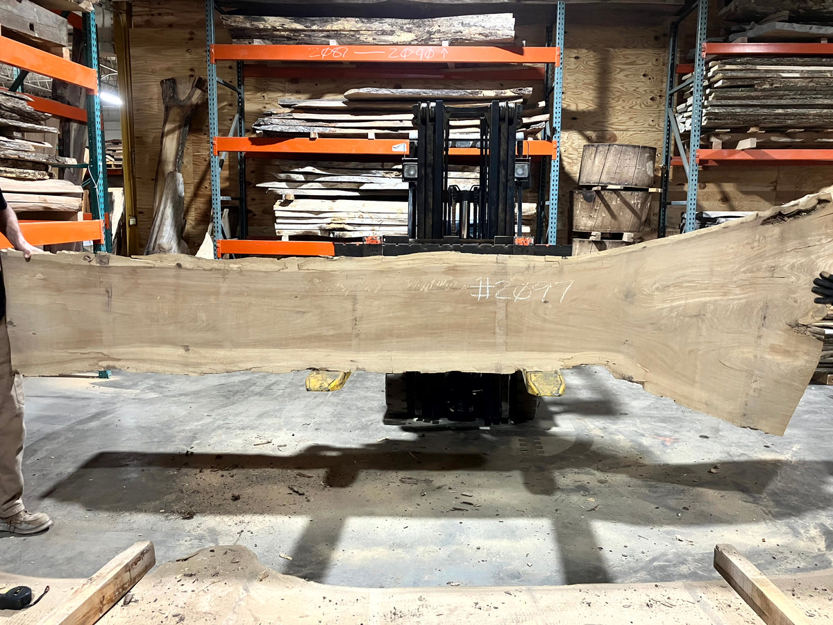 Siberian Elm (2097) 138&quot; L x 15-31&quot; W x 2.5&quot; T