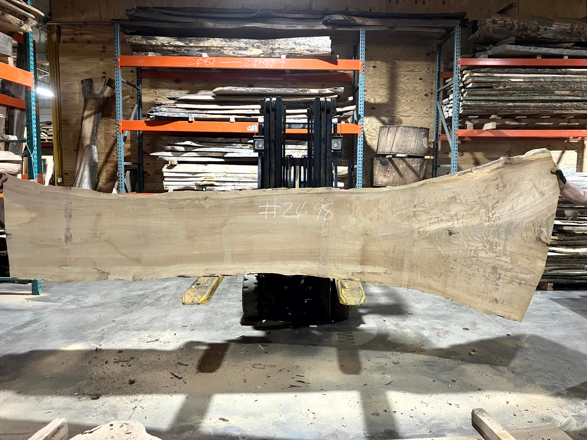 Siberian Elm (2098) 140" L x 28-35" W x 2.5" T