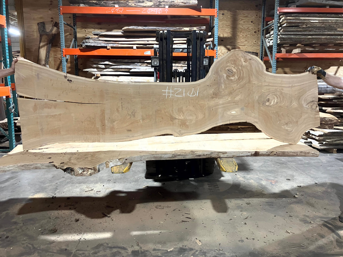 Siberian Elm (2101) 84" L x 18-23" W x 2.5" T