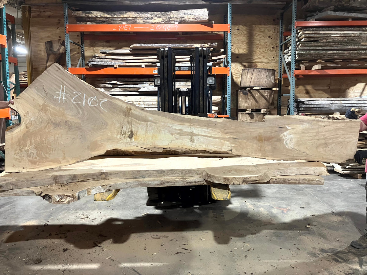 Siberian Elm (2102) 124" L x 15-27" W x 2.5" T