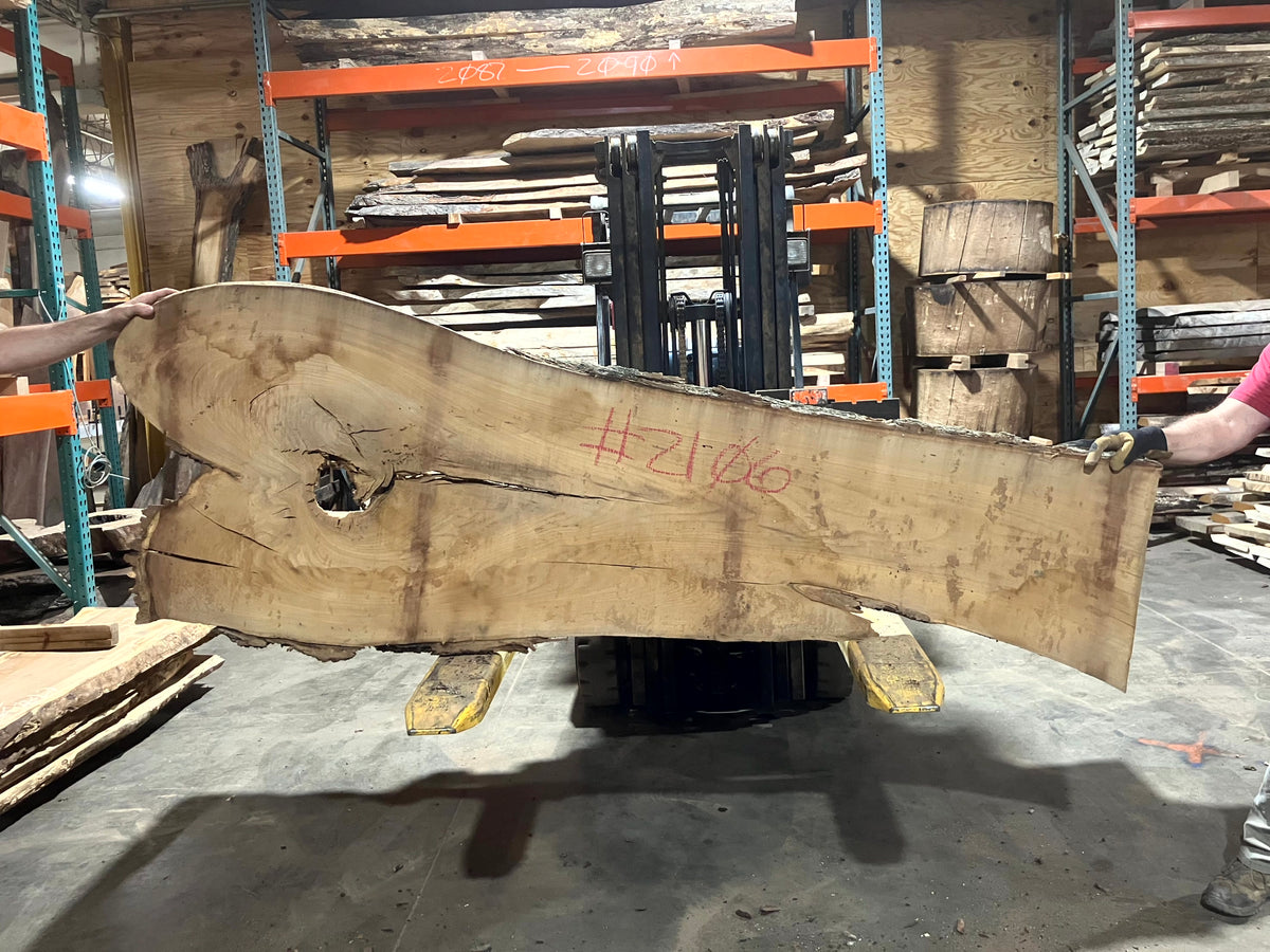 Siberian Elm (2106) 82" L x 14-26" W x 2.5" T