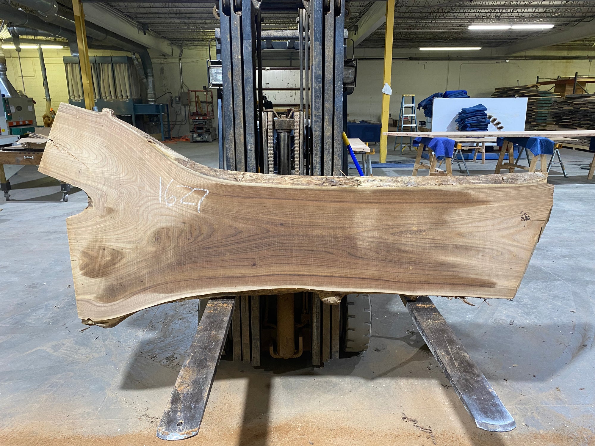 Siberian Elm (1627)  85” L X 20-40” W X 2.5” T