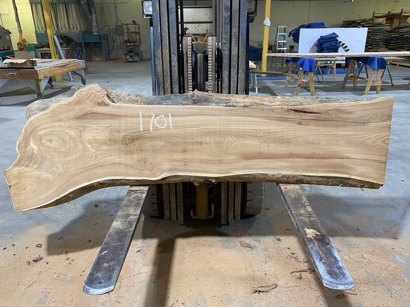 Siberian Elm (1701)  91” L X 17-24” W X 2.5” T