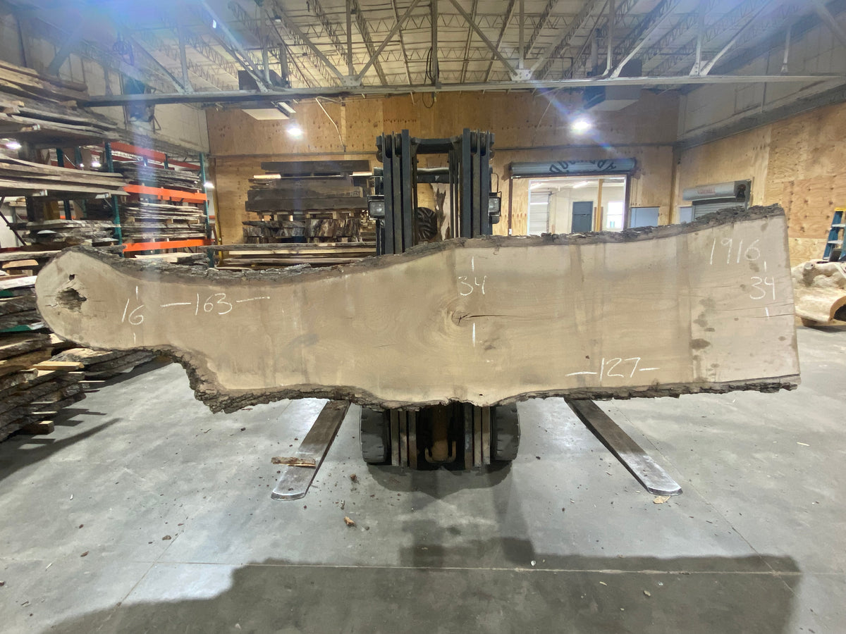 Siberian Elm (1916) 127&quot; L x 34&quot; W x 3&quot; T