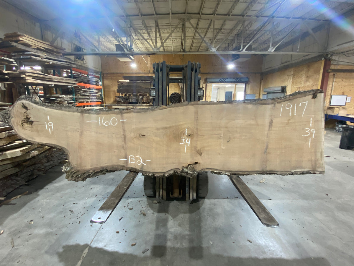Siberian Elm (1917) 133" L x 34-39" W x 3" T