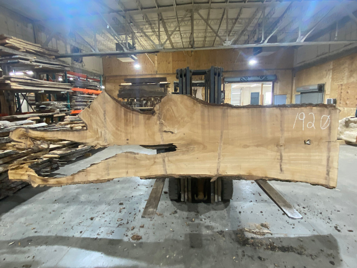 Siberian Elm (1920) 139" L x 36-41" W x 3" T