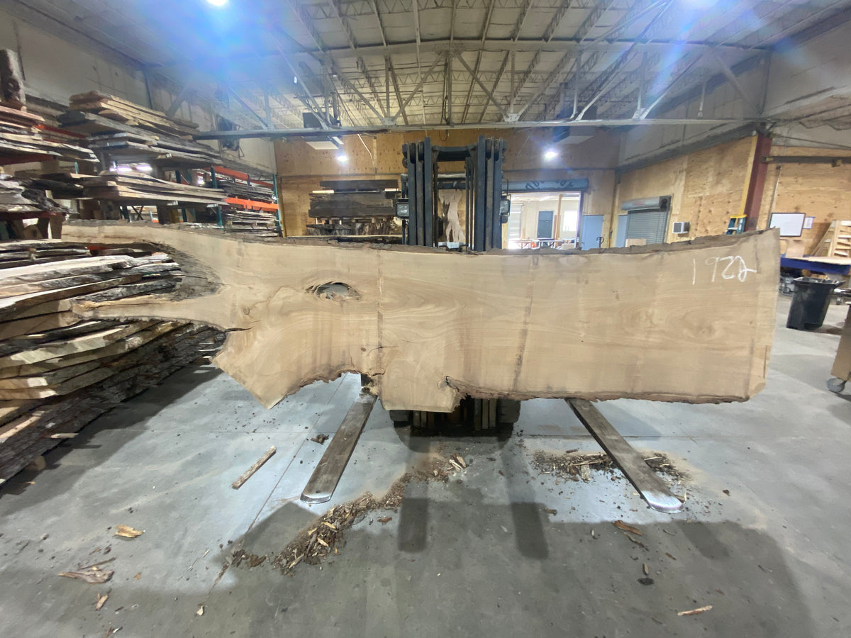 Siberian Elm (1922) 137" L x 30-39" W x 3" T